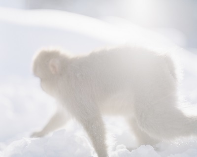 【2015】44横切る猿の横姿.jpg