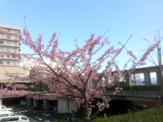 桜＆空.jpg
